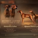 Pinscher