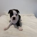 Staffordshire bullterrier