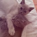 Ragdoll/perser