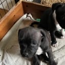 Staffordshire bullterrier