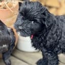Tibetansk terrier