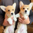 Welsh corgi pembroke