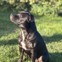 Staffordshire bullterrier