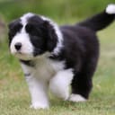 Bearded collie