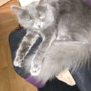 Maine Coon