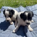 Dansk-svensk gårdhund