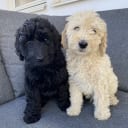 Labradoodle