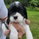 Amerikansk cockerspaniel Kavaljer King Charles Spaniel