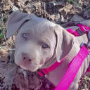 American bully