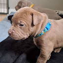American Bully