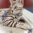 Bengal
