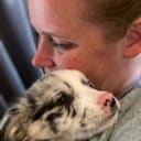 Miniature american shepherd