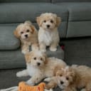 Maltipoo