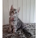 Maine Coon