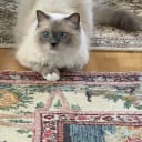 Ragdoll