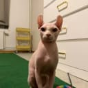 Sphynx