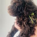 Lagotto romagnolo