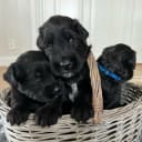 Briard