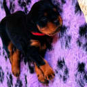 Gordonsetter