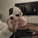 Havanese