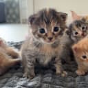 Maine Coon