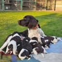Kleiner münsterländer