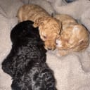 Miniature Poodle