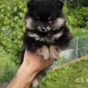 Pomeranian
