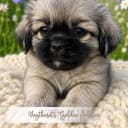 Tibetansk spaniel