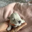 Dvärgschnauzer