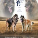 Belgisk vallhund – Tervueren