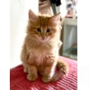 Norsk skogkatt