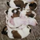 Havanese