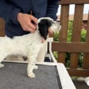 Engelsk setter