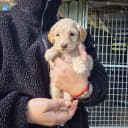 Australian labradoodle