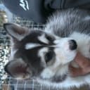 Siberian husky