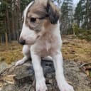 Borzoi