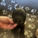 Australian Labradoodle