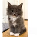 Norsk skogkatt