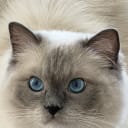 Ragdoll