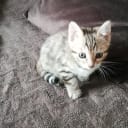 Bengal