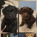 Maltipoo