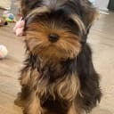 Yorkshireterrier