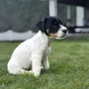 Jack russell terrier
