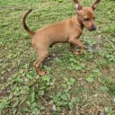Miniature Pinscher