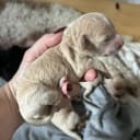 Pugotto