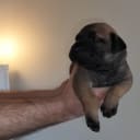 Boerboel