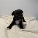 Staffordshire bullterrier