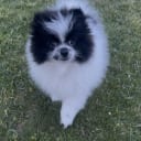 Pomeranian