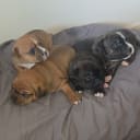 Staffordshire bullterrier
